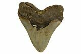 Fossil Megalodon Tooth - North Carolina #328011-1